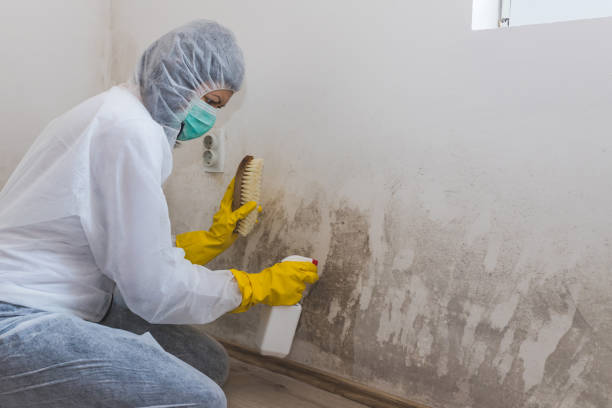 Best Attic Mold Removal  in Beavercreek, OR