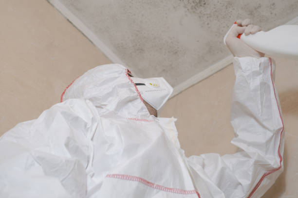 Best Home Mold Removal  in Beavercreek, OR
