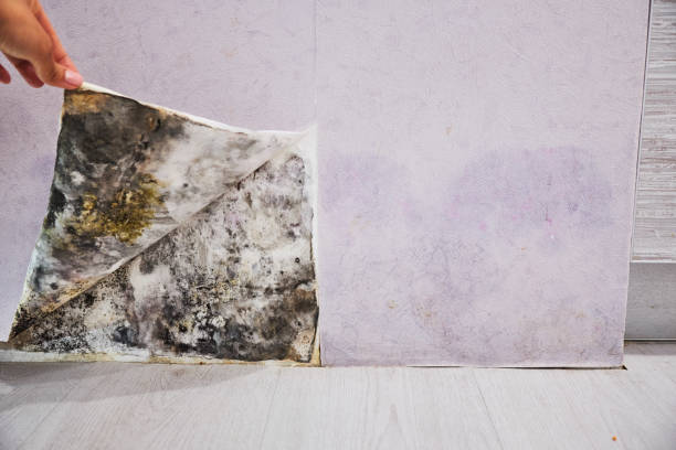 Best Toxic Mold Removal  in Beavercreek, OR